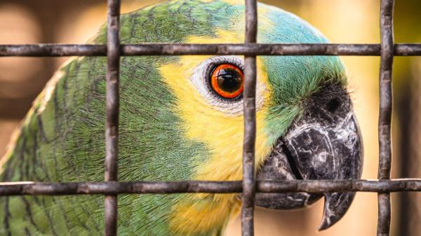 Intervenidas 263 aves protegidas y exóticas en una ciudad de Catalunya: así actúa la ley contra su venta ilegal - El tráfico ilegal de aves es un negocio que mueve millones de euros cada año
