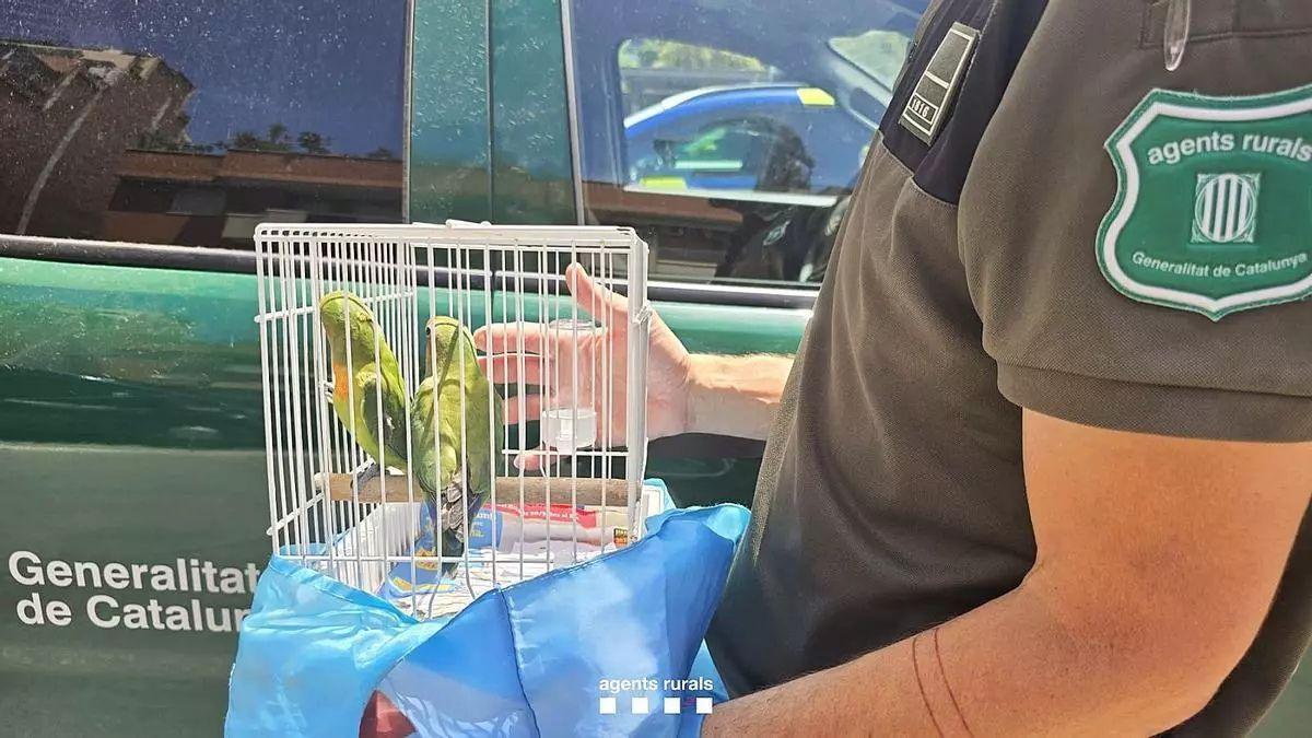 Intervenidas 263 aves protegidas y exóticas en una ciudad de Catalunya: así actúa la ley contra su venta ilegal