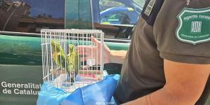Intervenidas 263 aves protegidas y exóticas en una ciudad de Catalunya: así actúa la ley contra su venta ilegal