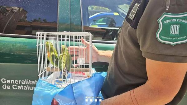 Intervenidas 263 aves protegidas y exóticas en una ciudad de Catalunya: así actúa la ley contra su venta ilegal
