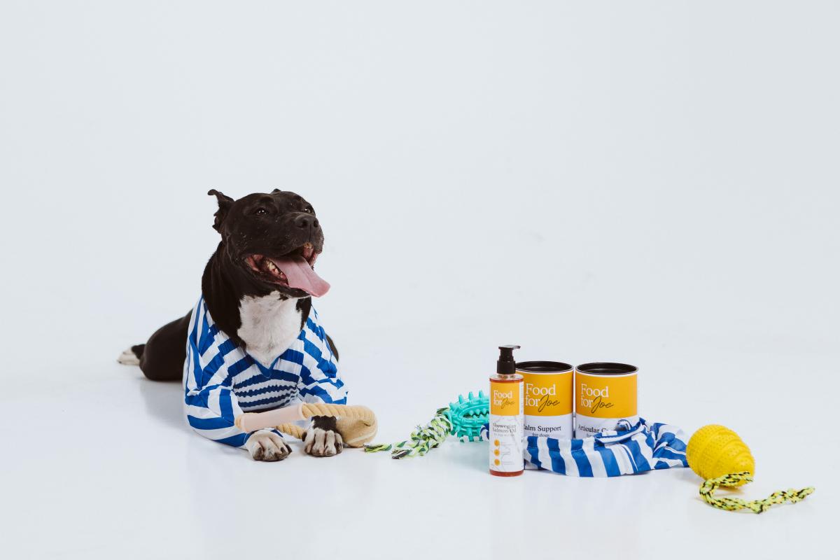 Los mejores suplementos para perros