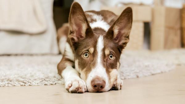 El agónico rescate de un perro que llevaba dos semanas desaparecido en plena Bahía de San Francisco - Los fuegos artificiales son una de las principales causas de desaparición de perros