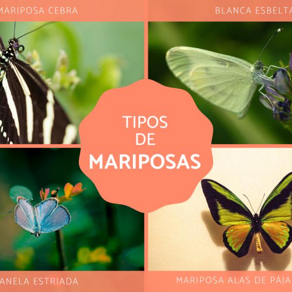 nombres de especies de mariposas