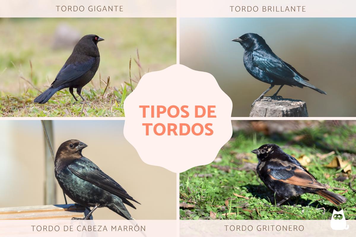 Tipos de tordos