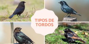 Tipos de tordos