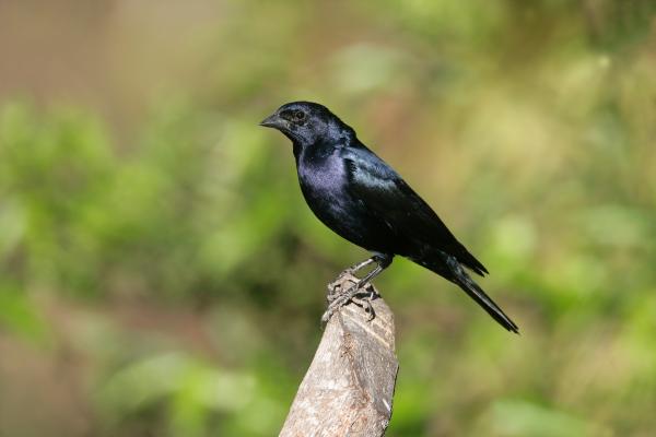 Tipos de tordos - Tordo brillante (Molothrus bonariensis)