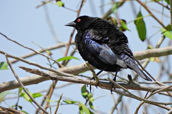 Tipos de tordos - Tordo bronceado (Molothrus aeneus)