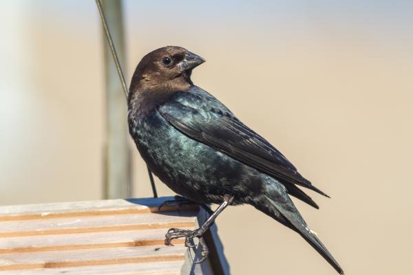 Tipos de tordos - Tordo de cabeza marrón (Molothrus ater)