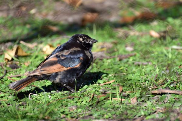 Tipos de tordos - Tordo gritonero (Molothrus rufoaxillaris)