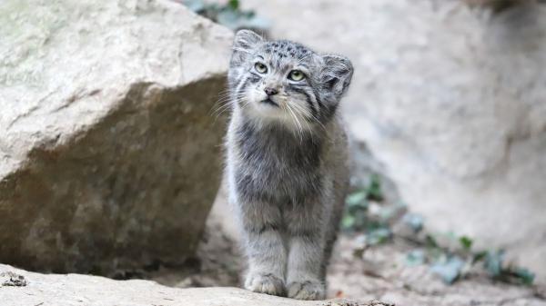 Captan en las montañas de Irán a un gato de Pallas, uno de los felinos más esquivos del mundo - Así sobrevive el gato de Pallas en las duras estepas de Asia Central
