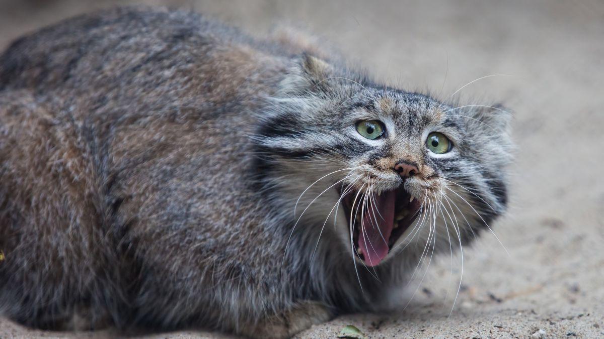 Captan en las montañas de Irán a un gato de Pallas, uno de los felinos más esquivos del mundo