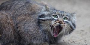 Captan en las montañas de Irán a un gato de Pallas, uno de los felinos más esquivos del mundo