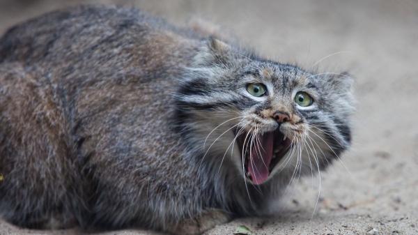 Captan en las montañas de Irán a un gato de Pallas, uno de los felinos más esquivos del mundo