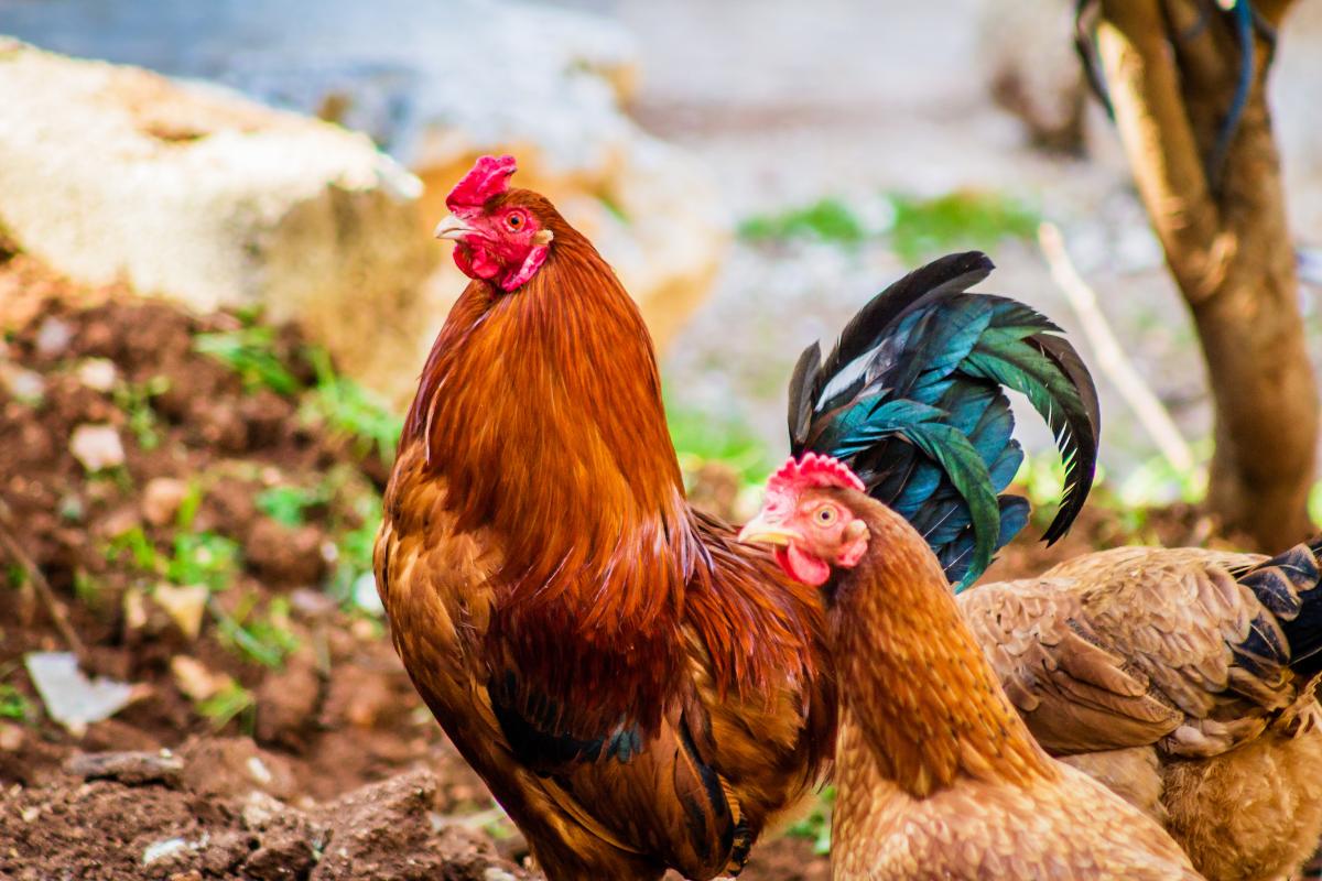 ¿Las gallinas ponen huevos sin gallo?