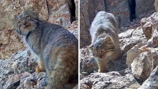 Captan en las montañas de Irán a un gato de Pallas, uno de los felinos más esquivos del mundo - Un felino descubierto por la ciencia hace 250 años