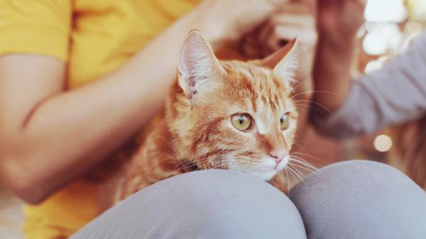 Soy veterinaria y esto es lo que no debes hacer cuando tu gata está en celo (y qué sí) - 2. No la regañes ni castigues