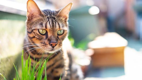 Soy veterinaria y esto es lo que no debes hacer cuando tu gata está en celo (y qué sí) - 4. No ignores sus necesidades emocionales