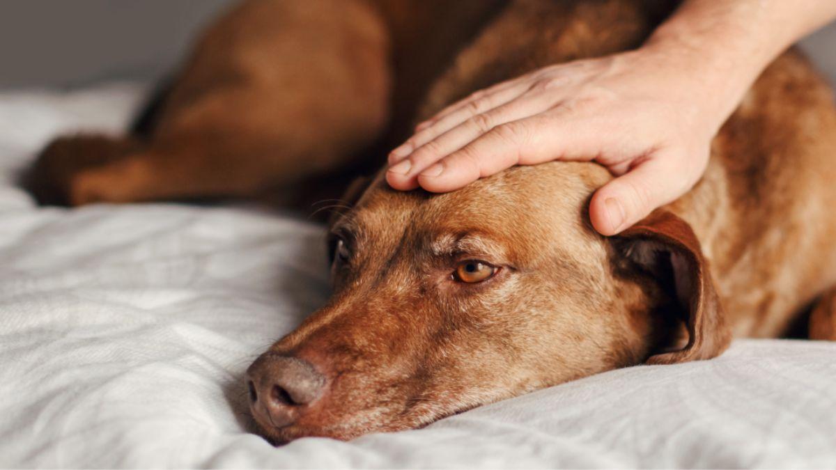 Las heces de un perro dicen más de su salud de lo que parece: estas son las señales que los veterinarios recomiendan vigilar