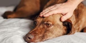Las heces de un perro dicen más de su salud de lo que parece: estas son las señales que los veterinarios recomiendan vigilar