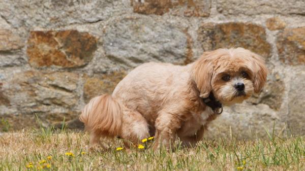 Las heces de un perro dicen más de su salud de lo que parece: estas son las señales que los veterinarios recomiendan vigilar - Sangre, mucosidad o restos blancos: estos cambios en las heces pueden ser una señal de alerta