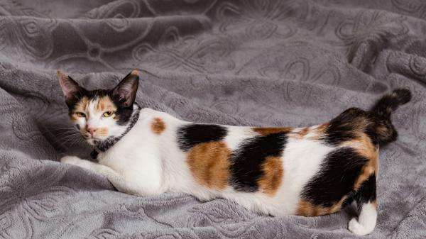 Soy veterinaria y esto es lo que no debes hacer cuando tu gata está en celo (y qué sí)