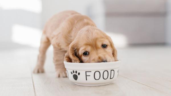Las heces de un perro dicen más de su salud de lo que parece: estas son las señales que los veterinarios recomiendan vigilar - Una buena alimentación se nota en las heces del perro