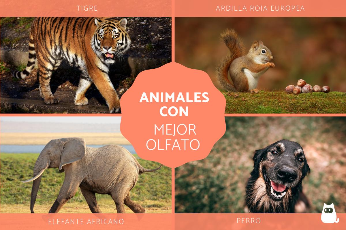 Animales con mejor olfato