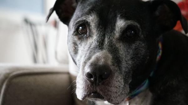 Una sentencia histórica reconoce que faltar al trabajo por una urgencia con tu mascota ya no justifica el despido - Así decidió el juzgado: ''Las razones humanitarias y éticas justifican la ausencia''