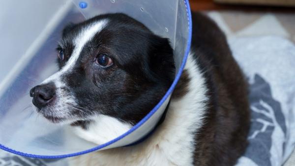 Una sentencia histórica reconoce que faltar al trabajo por una urgencia con tu mascota ya no justifica el despido - En qué situaciones una ausencia laboral por tu mascota puede estar justificada según la ley