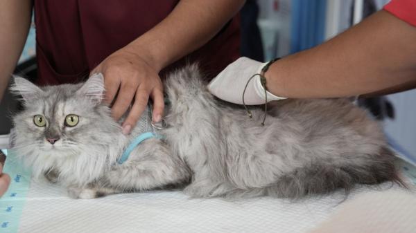 Una sentencia histórica reconoce que faltar al trabajo por una urgencia con tu mascota ya no justifica el despido - Lo que esta decisión judicial significa para la relación entre trabajo y cuidado de mascotas