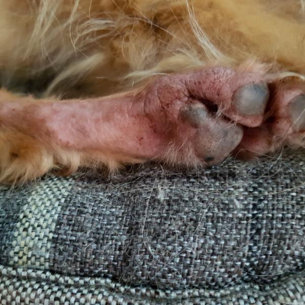 los perros tienen huellas de patas