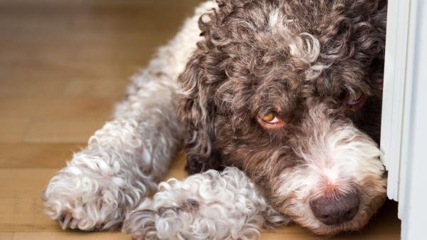 María VetiCan, veterinaria, sobre el perro de agua español: “Es muy cariñoso con su familia y crea un vínculo tan fuerte que puede llevar mal la soledad” - Qué problemas de salud pueden afectar al perro de agua español