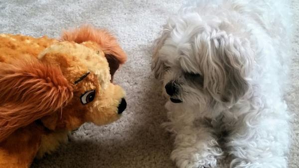 Los investigadores coinciden: los perros sienten celos y no es por posesión, es para proteger el vínculo con su tutor (y así debes actuar) - El experimento del “rival de peluche”: así demostró la ciencia que los celos existen