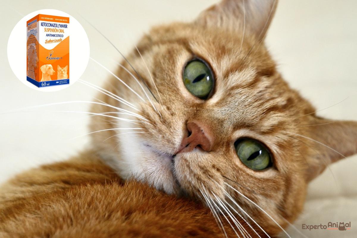 Ketoconazol para gatos - Dosis y para qué sirve