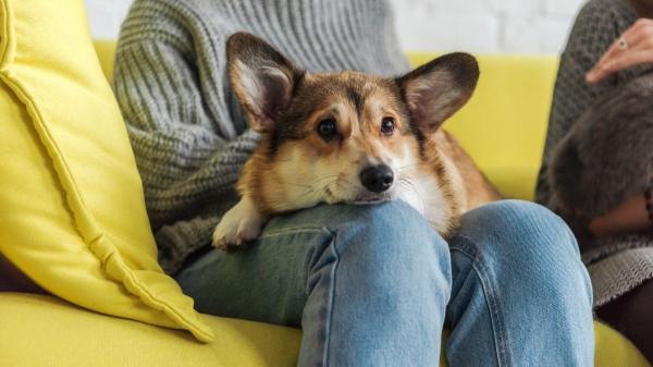 Los investigadores coinciden: los perros sienten celos y no es por posesión, es para proteger el vínculo con su tutor (y así debes actuar) - Los celos como herramienta de supervivencia