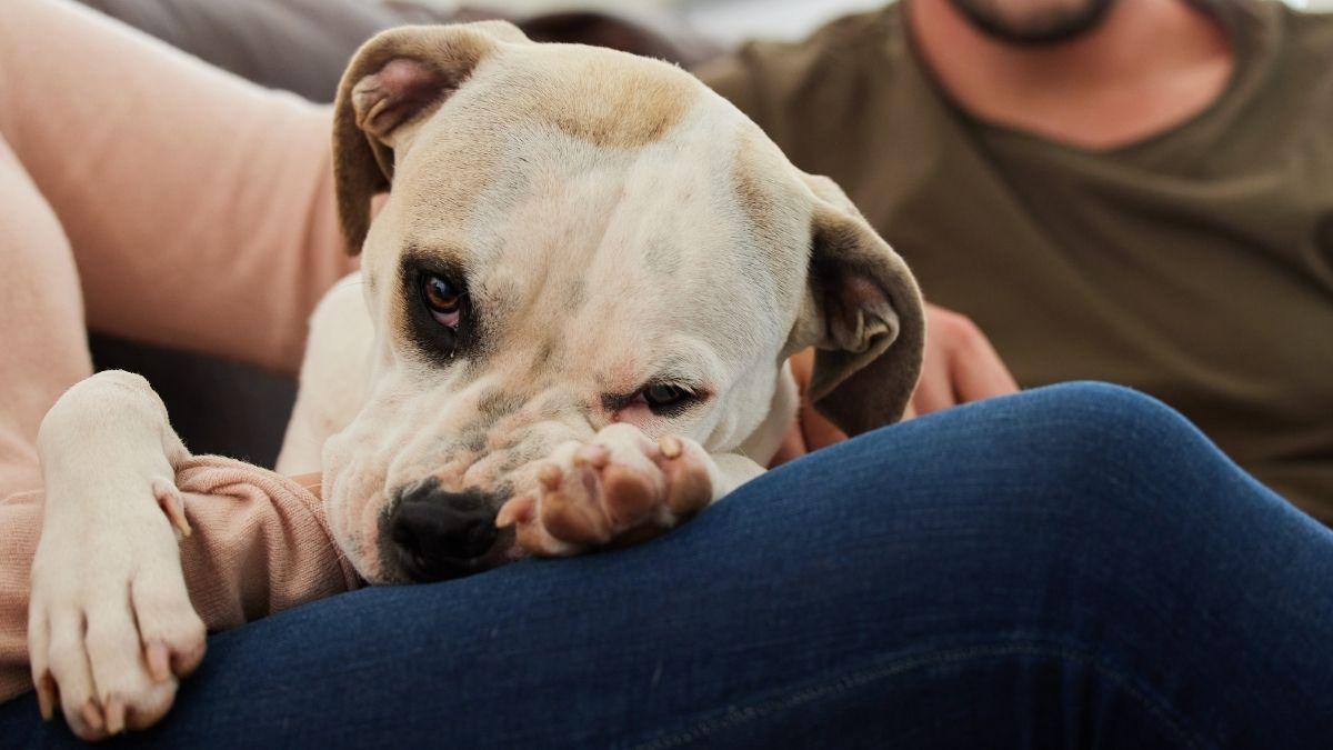 Los investigadores coinciden: los perros sienten celos y no es por posesión, es para proteger el vínculo con su tutor (y así debes actuar)