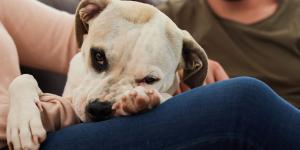 Los investigadores coinciden: los perros sienten celos y no es por posesión, es para proteger el vínculo con su tutor (y así debes actuar)