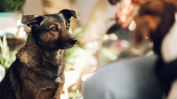 Los investigadores coinciden: los perros sienten celos y no es por posesión, es para proteger el vínculo con su tutor (y así debes actuar) - No te lo estás imaginando: tu perro siente que vuestro vínculo está en peligro