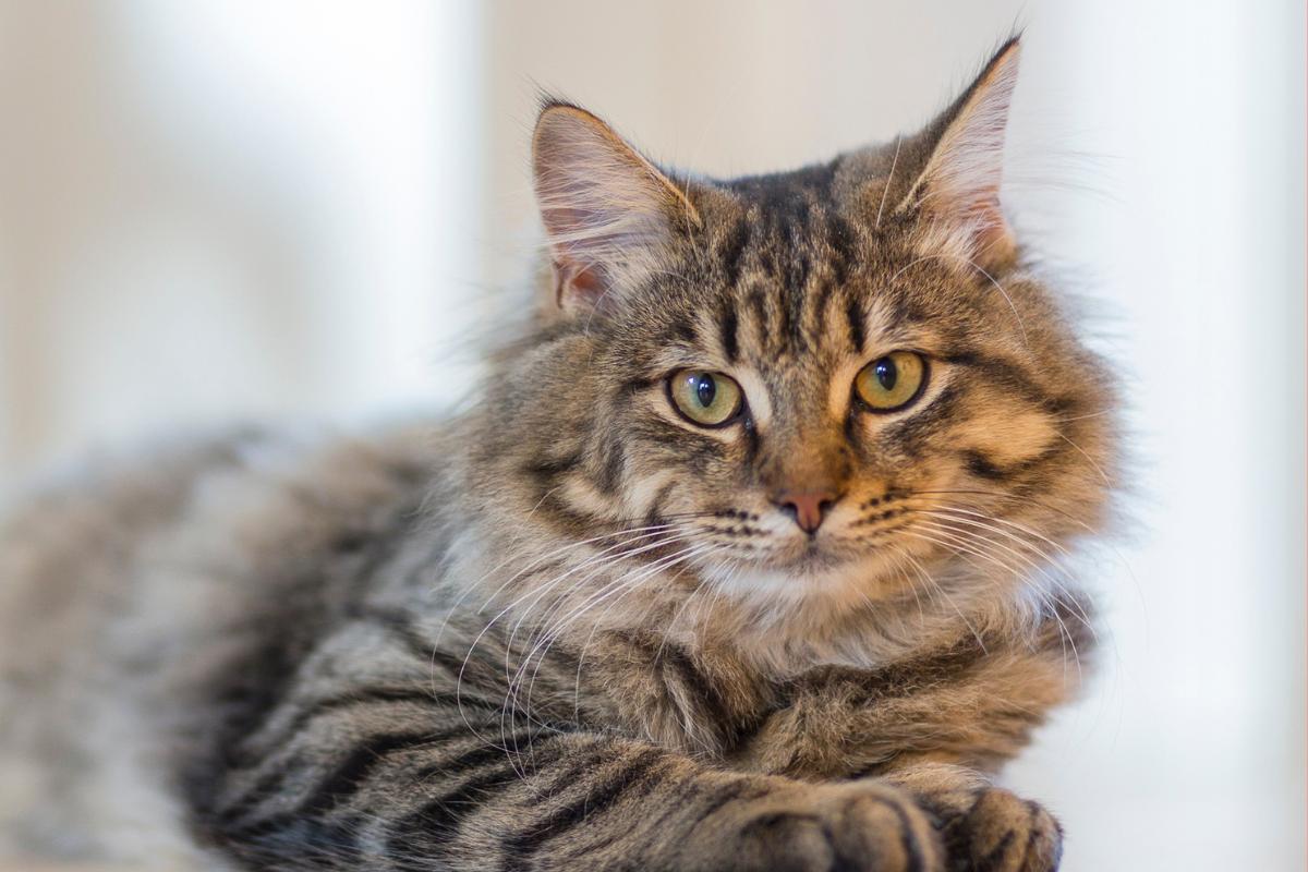 ¿Por qué los gatos ronronean?