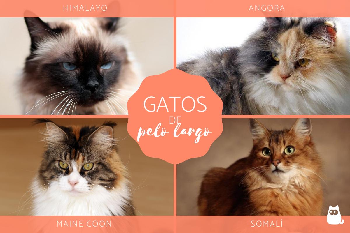 10 gatos de pelo largo