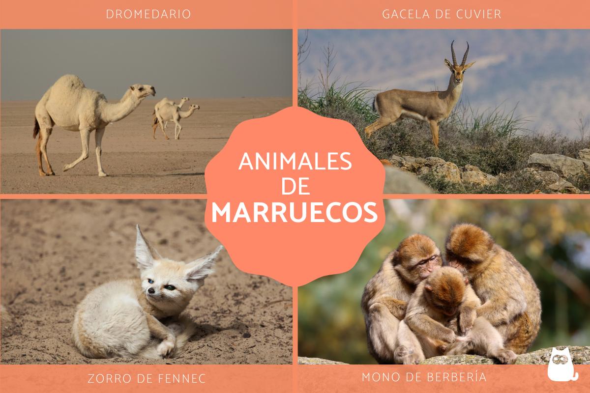 Animales de Marruecos