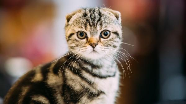 Países Bajos endurece la norma: veta los gatos scottish fold y sphynx por el sufrimiento ligado a sus malformaciones - El scottish fold, el gato “de orejas dobladas” que esconde un grave problema de salud