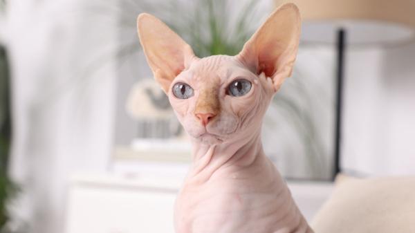 Países Bajos endurece la norma: veta los gatos scottish fold y sphynx por el sufrimiento ligado a sus malformaciones - El sphynx, sin pelo pero con riesgos: la otra raza señalada por Países Bajos