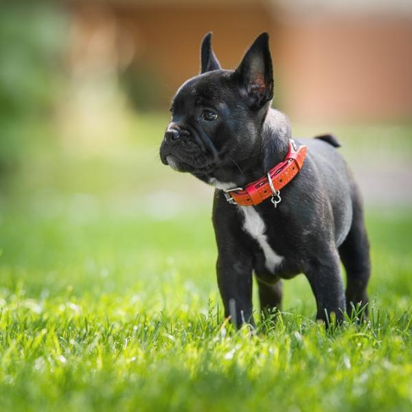 los bulldogs franceses son propensos a las enfermedades