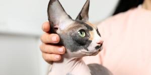 Países Bajos endurece la norma: veta los gatos scottish fold y sphynx por el sufrimiento ligado a sus malformaciones