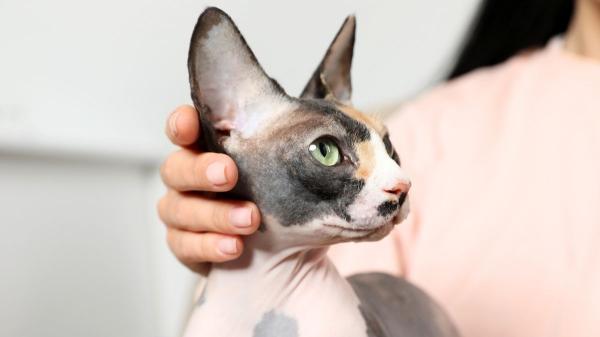 Países Bajos endurece la norma: veta los gatos scottish fold y sphynx por el sufrimiento ligado a sus malformaciones