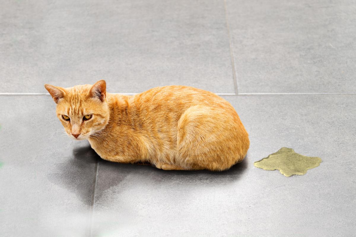 ¿Cómo castigar a un gato cuando se orina en casa?