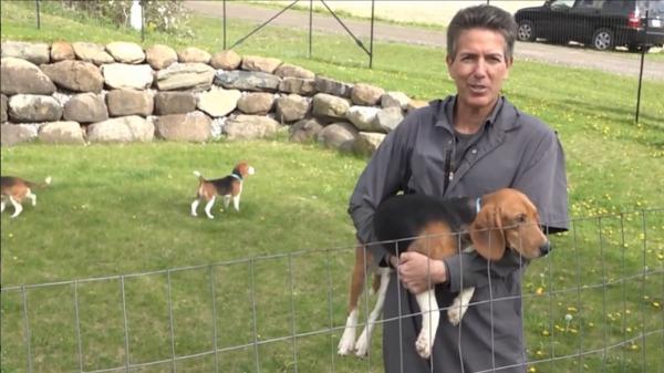 Dos protectoras compran 1.500 beagles para salvarlos de la experimentación animal en Estados Unidos - Cómo se llevó a cabo el rescate: una compra para salvar vidas