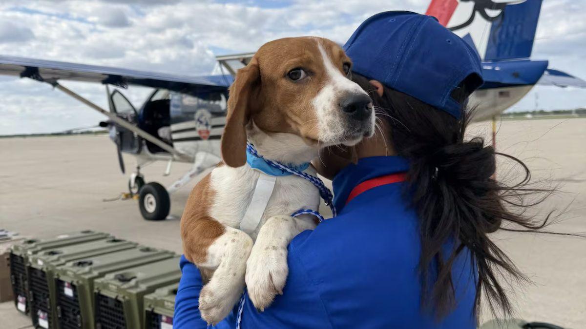 Dos protectoras compran 1.500 beagles para salvarlos de la experimentación animal en Estados Unidos