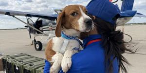 Dos protectoras compran 1.500 beagles para salvarlos de la experimentación animal en Estados Unidos